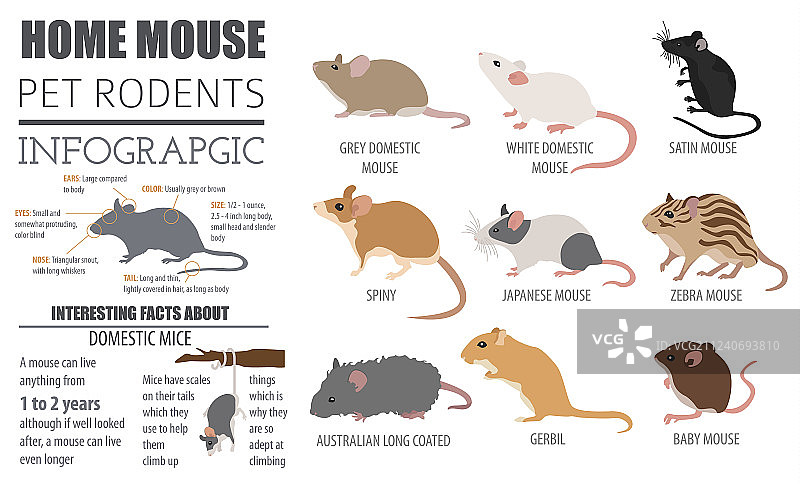 小鼠品种图标扁平风格白色背景图片素材