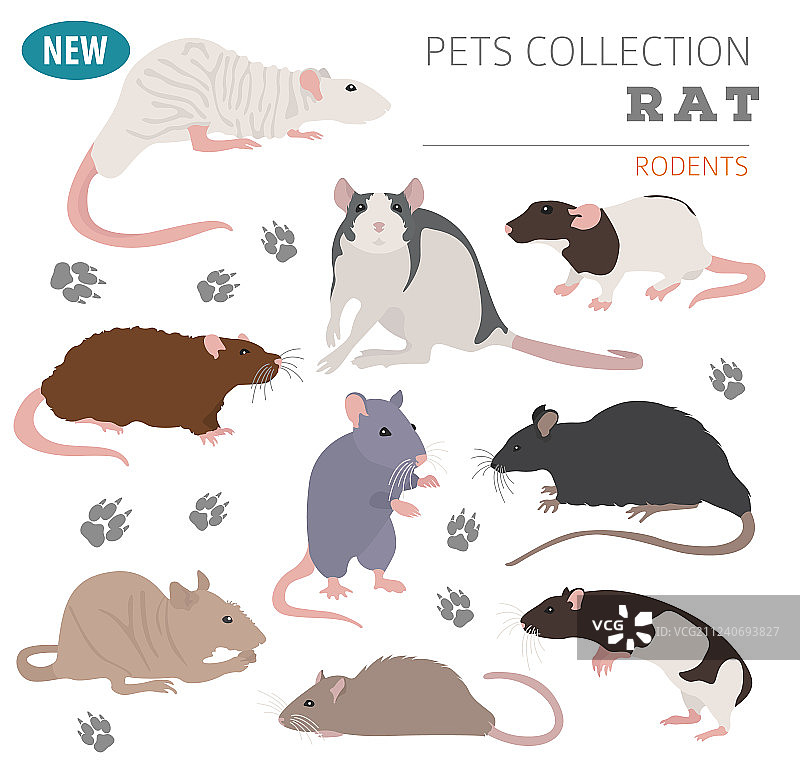 白色背景上的扁平风格老鼠品种图标集图片素材