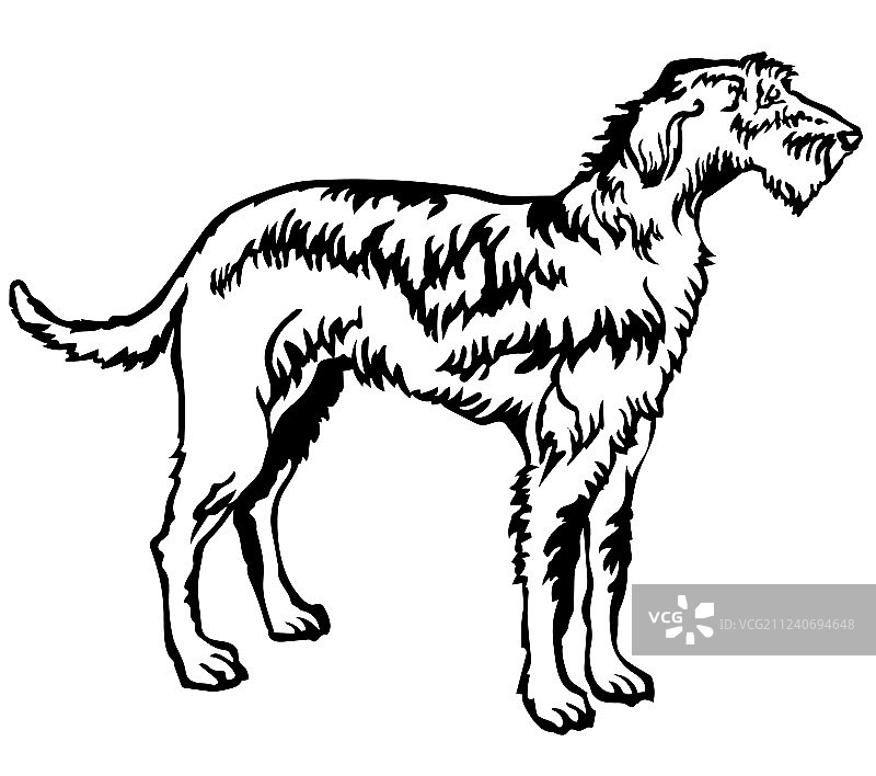 爱尔兰猎狼犬的装饰性站立肖像图片素材