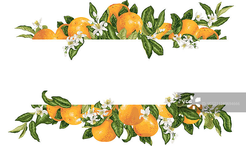 柑橘装饰元素模板框架图片素材