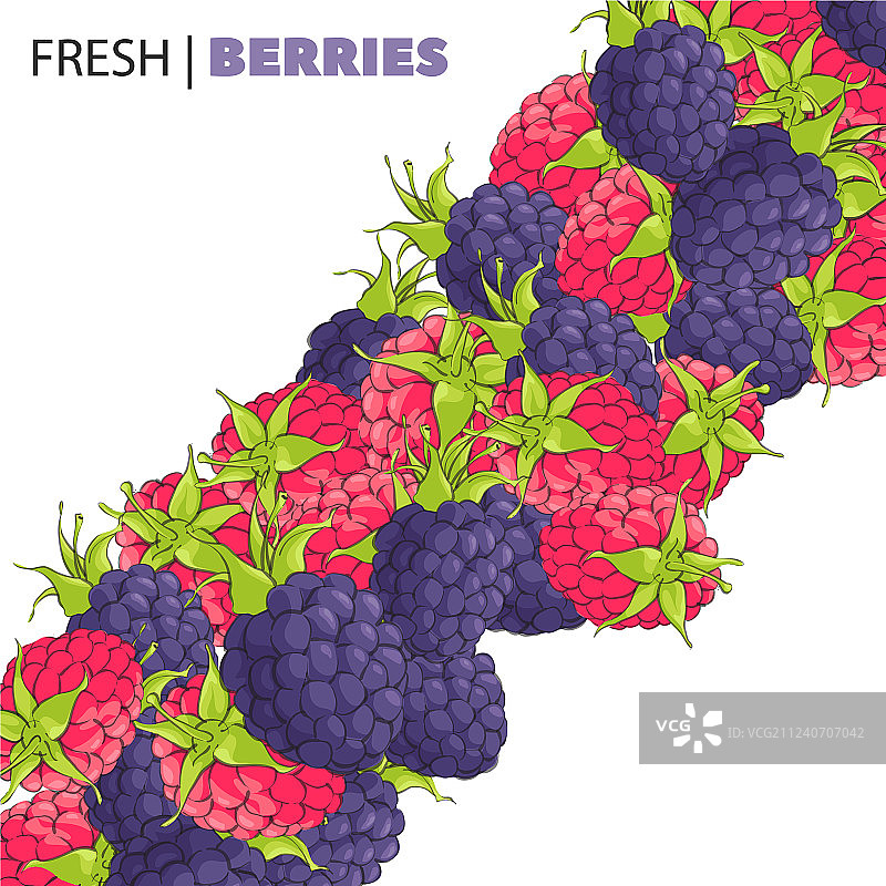 白色背景上的覆盆子和黑莓图片素材