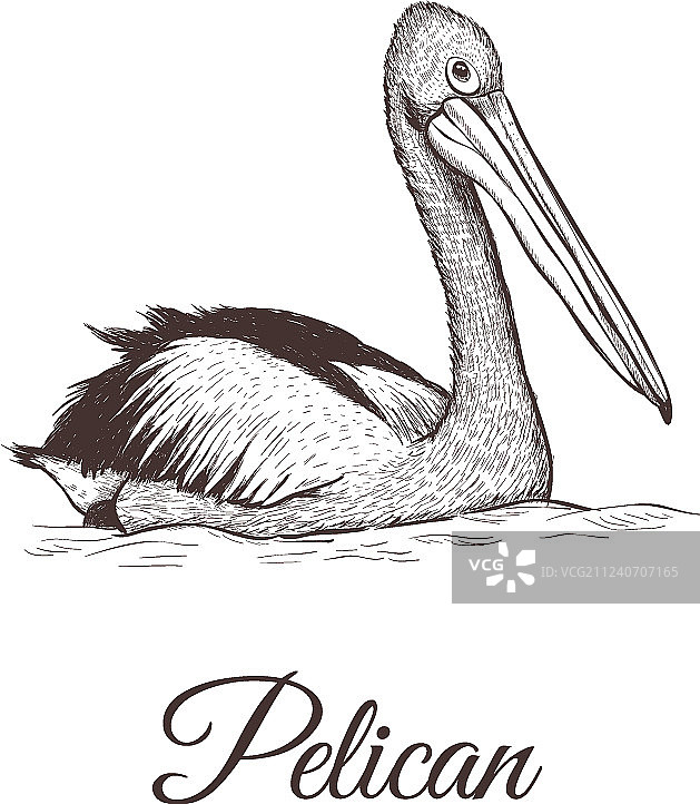 鹈鹕素描图片素材