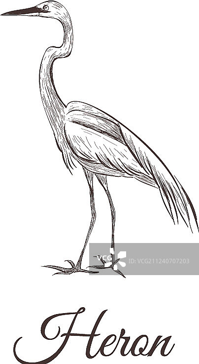 苍鹭素描图片素材