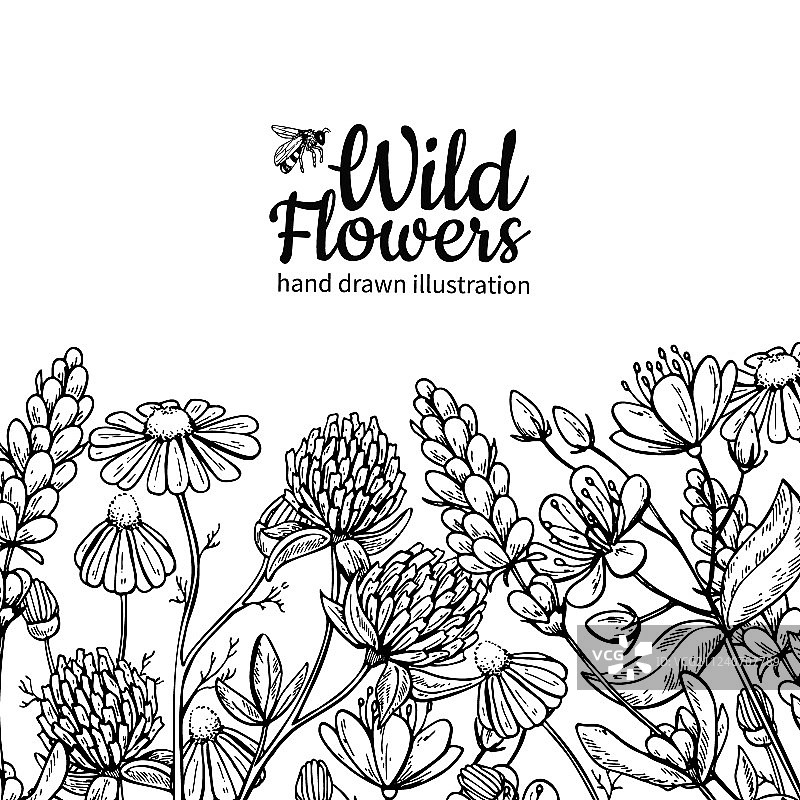 孤立的草地野生花卉绘画合集图片素材