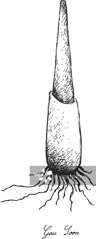 手绘白背景高笋图片素材