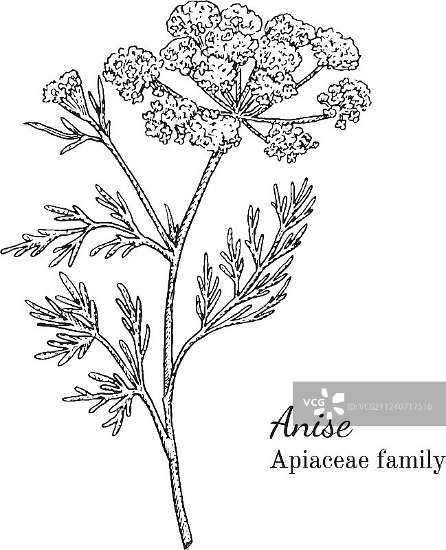 墨水茴芹手绘草图图片素材