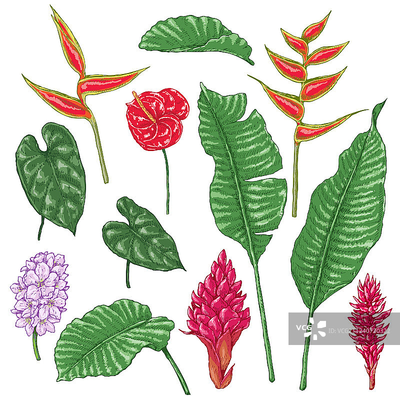 热带花卉素描图片素材