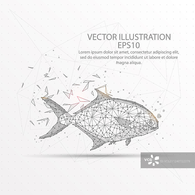白色背景上的鱼低多边形线框图片素材