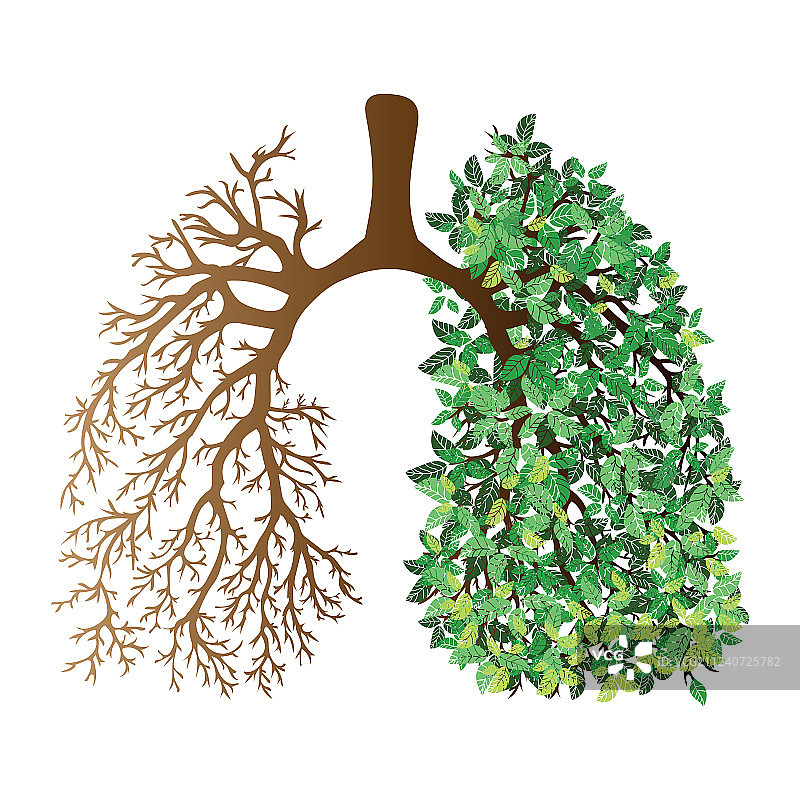 人类肺部呼吸系统健康肺图片素材