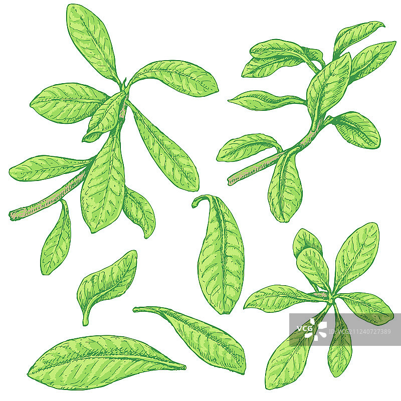 大戟属植物枝条素描图片素材