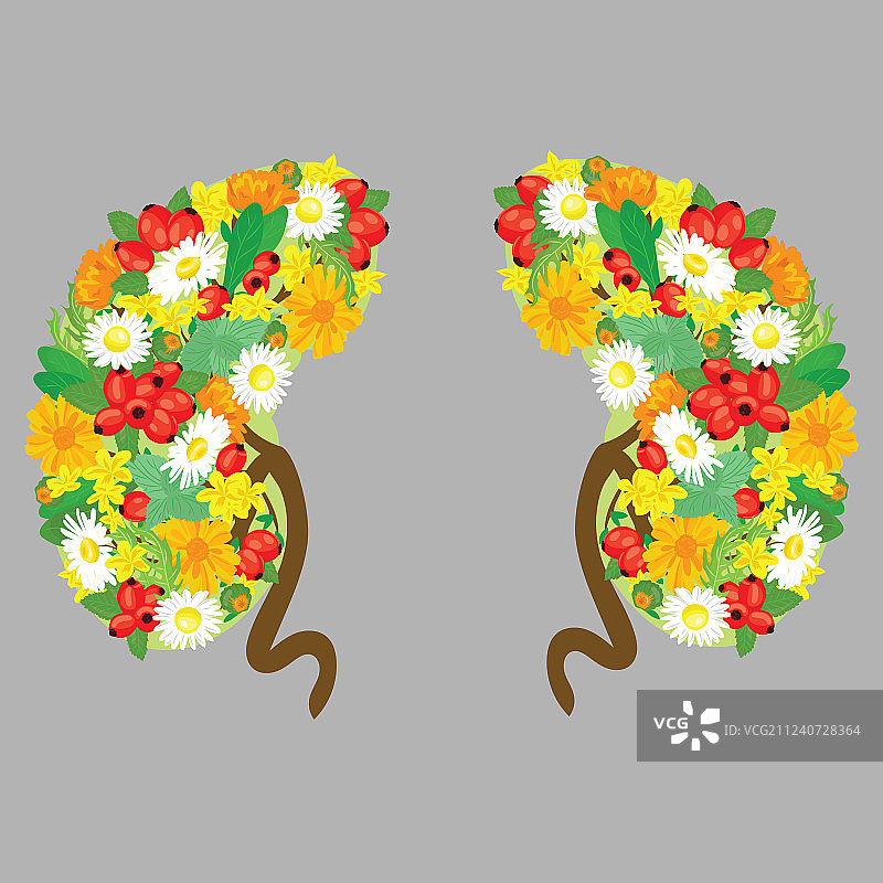 人体肾脏与鲜花器官医疗图片素材