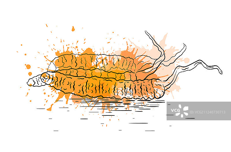 虫草真菌水彩线性图图片素材