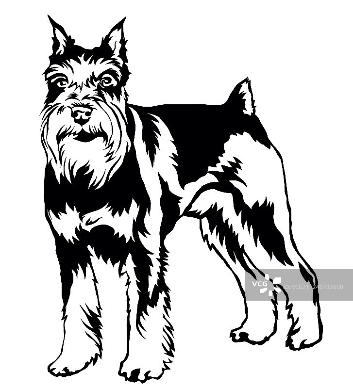 装饰性迷你狗狗站立肖像图片素材