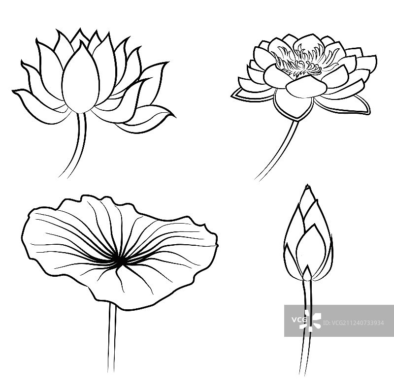 用于设计的荷花元素图片素材