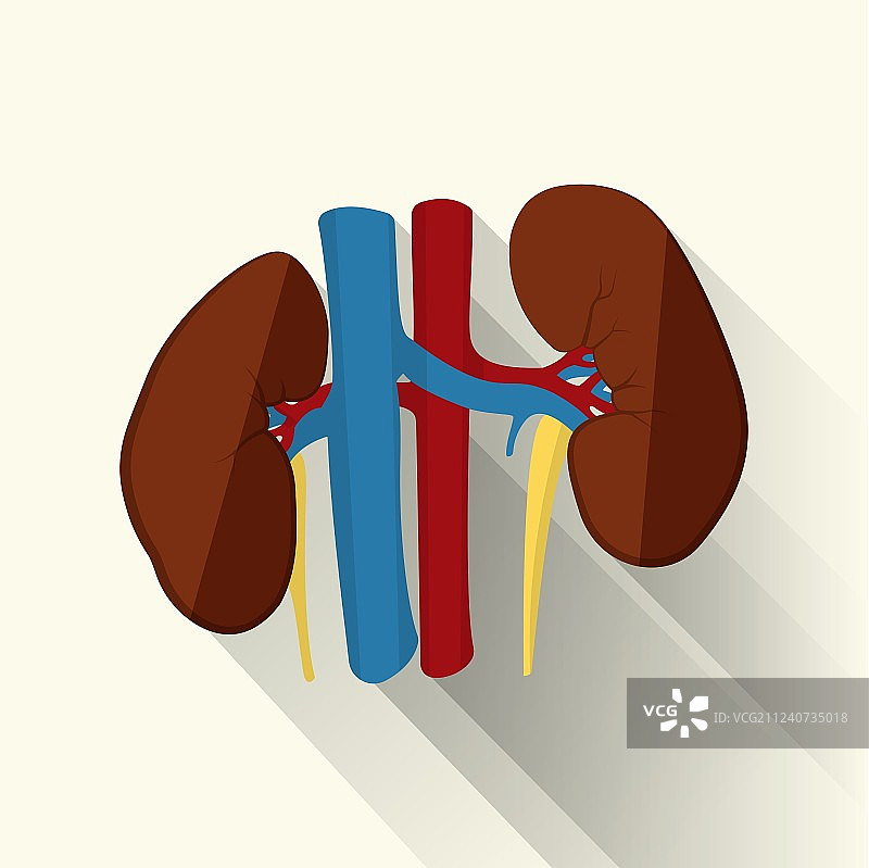 扁平风格的人类肾脏图片素材