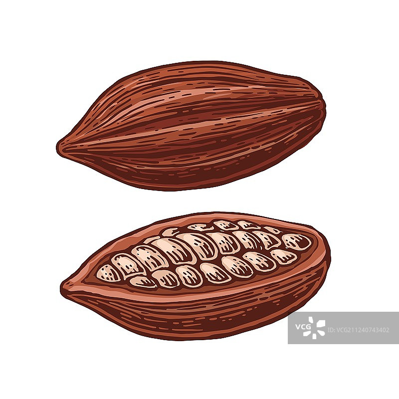 可可豆果实图片素材