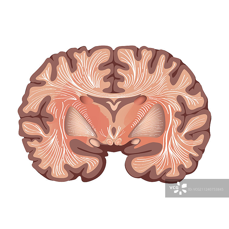 大脑解剖：基底神经节和丘脑图片素材
