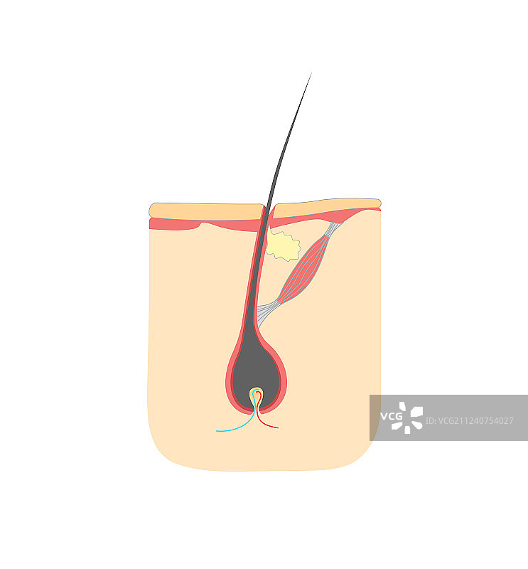 人头毛发生长周期剖面图图片素材