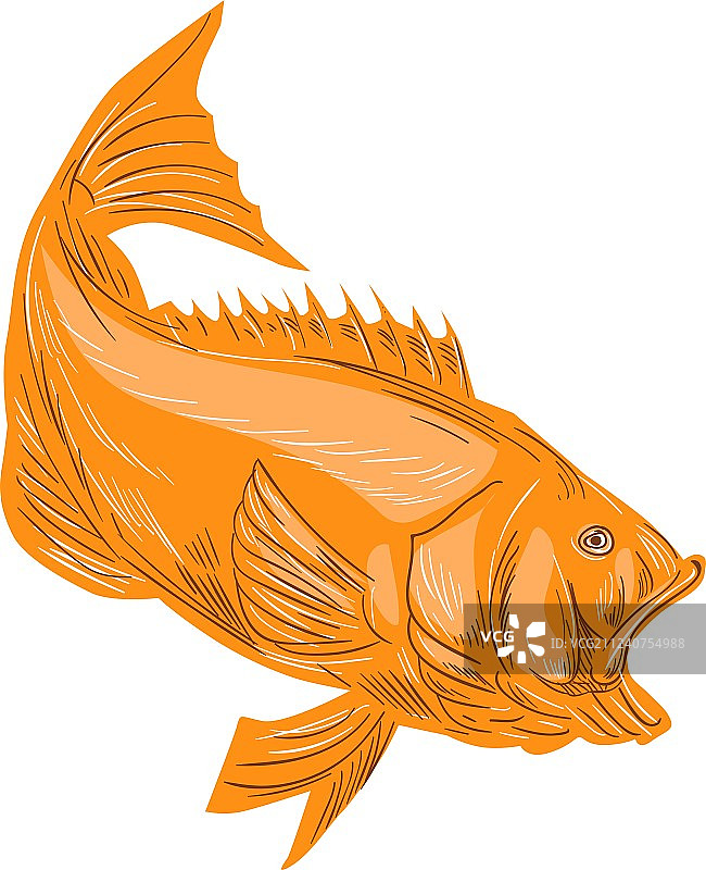 大口黑鲈跳水绘画图片素材