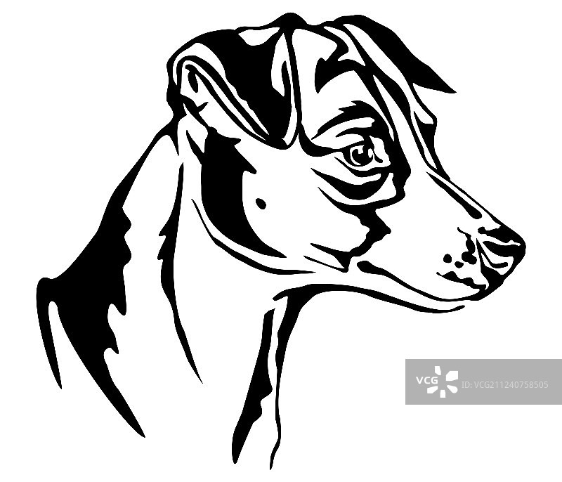 杰克罗素梗装饰肖像图片素材