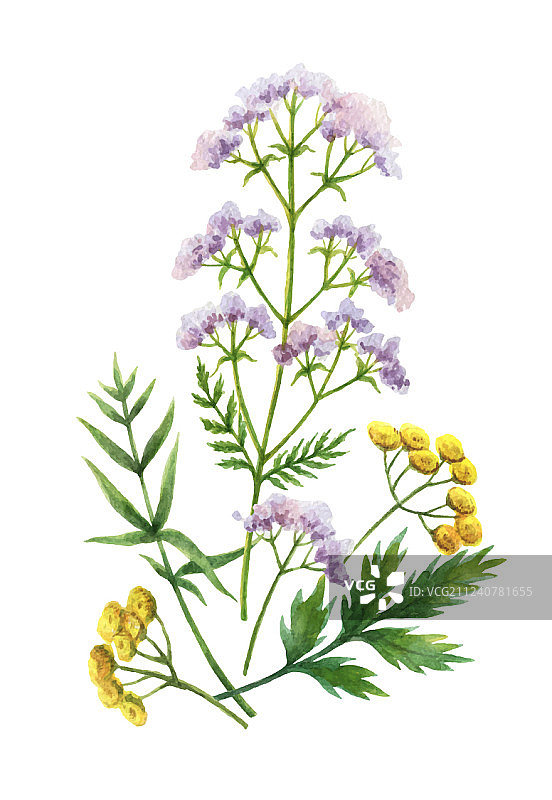 水彩草地植物花束图片素材