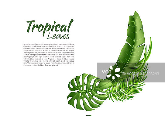 逼真的热带树叶图片素材