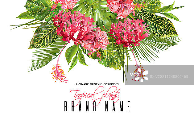 热带花卉banner图片素材