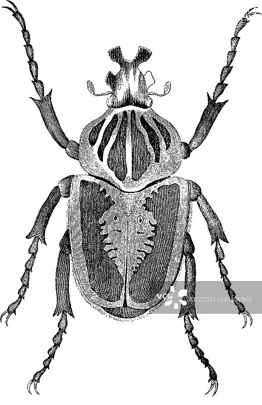 歌利亚甲虫复古插画图片素材