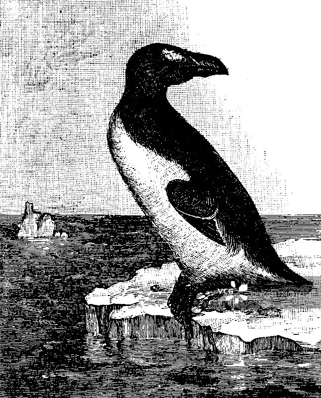 大海雀复古图图片素材