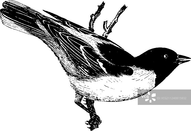 巴尔的摩金莺复古设计图片素材