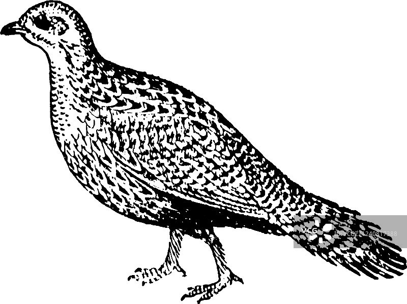 复古松鸡图片素材