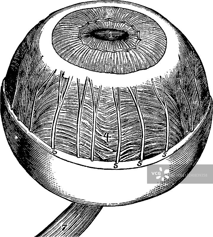 鸢尾睫状肌和脉络膜复古插画图片素材