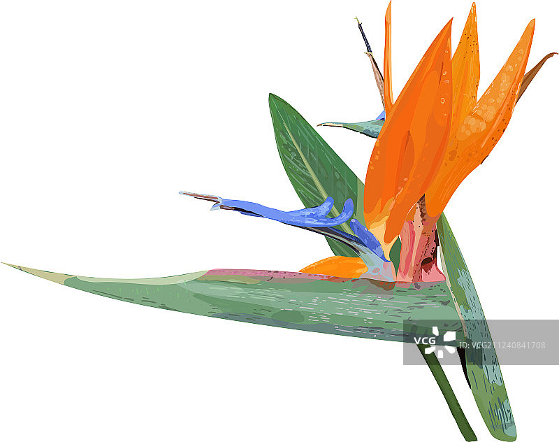 手绘风格鹤望兰热带植物图片素材