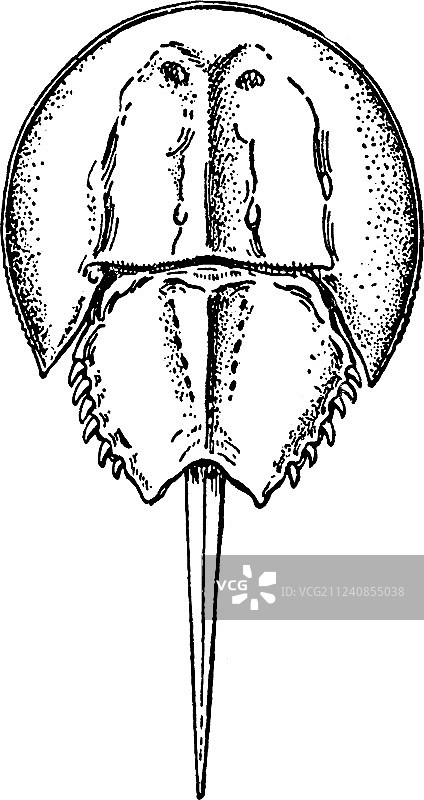 鲎复古插画图片素材