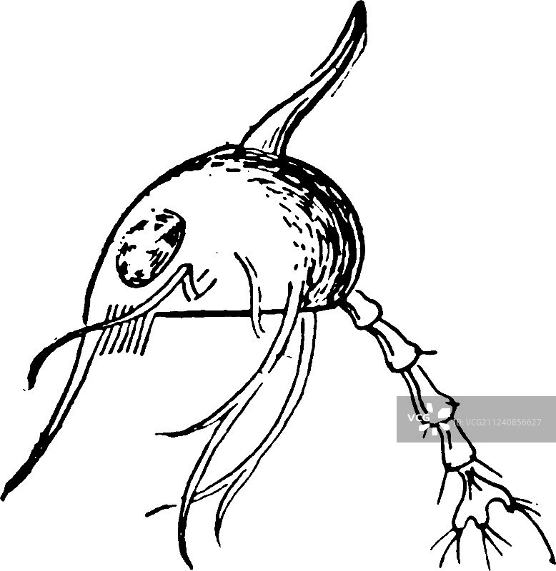 复古螃蟹图片素材