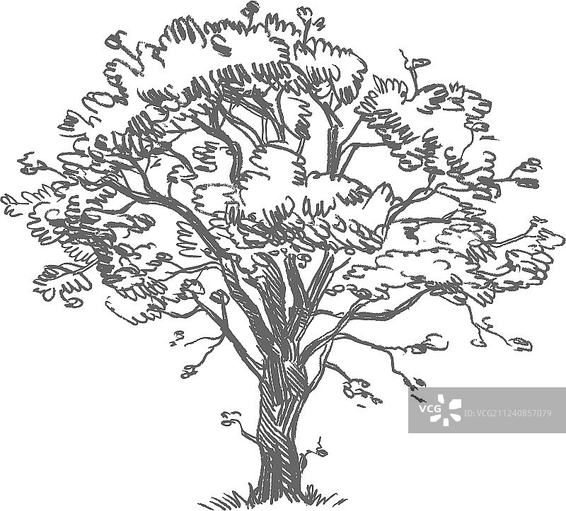 手绘树木图片素材