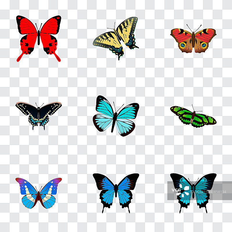 带形态特征的逼真蝴蝶图案合集图片素材