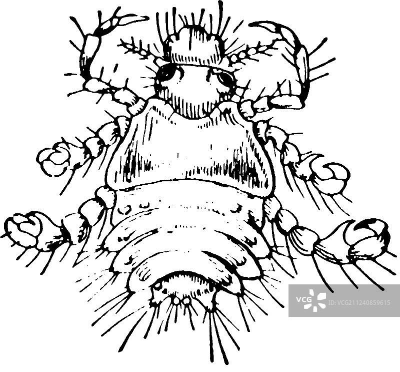 复古虱子图片素材