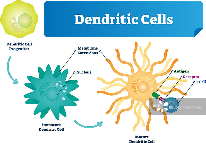 标记的树突状细胞示意图图片素材