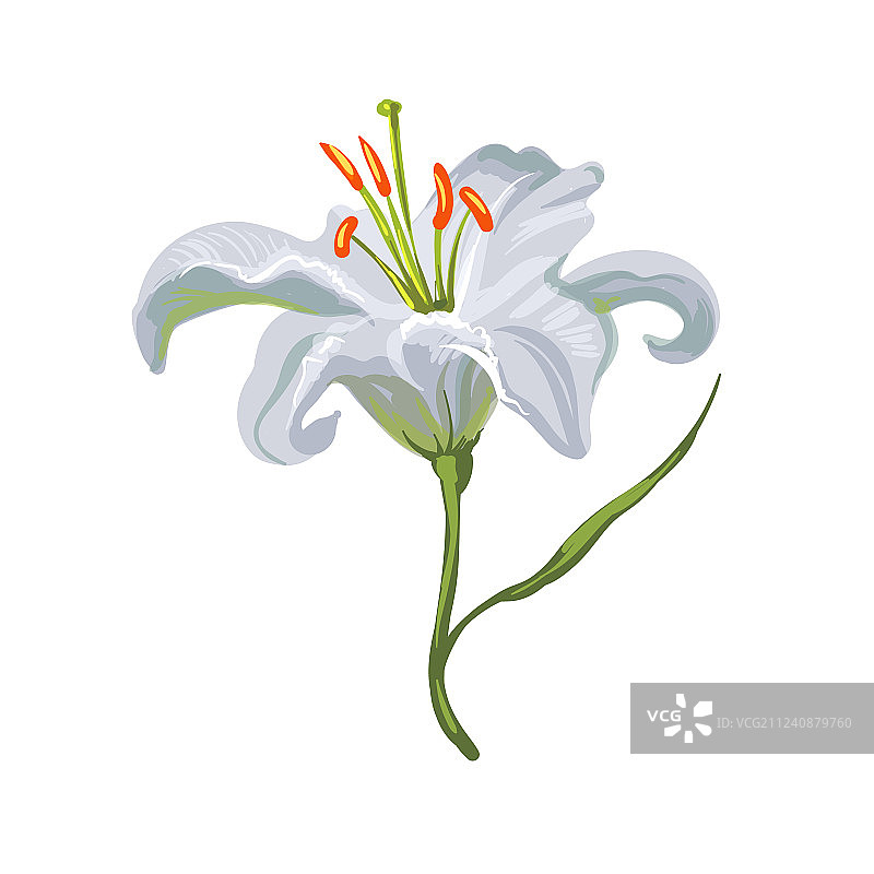 白色背景上的逼真白色百合花图片素材