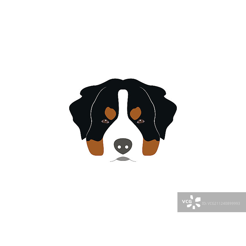 圣伯纳犬头部图片素材