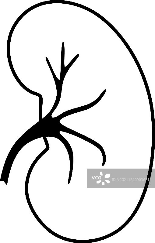 孤立的肾脏图片素材