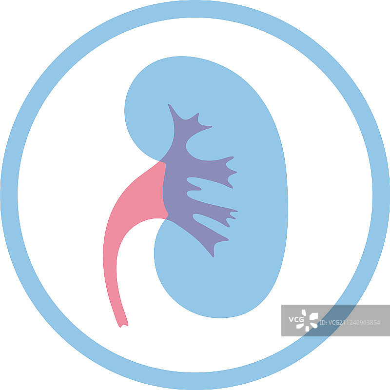 孤立的肾脏图片素材