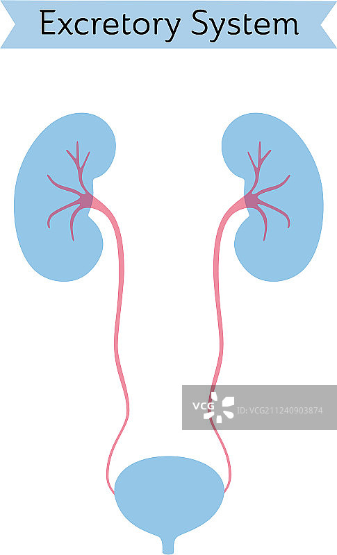 孤立的肾脏图片素材