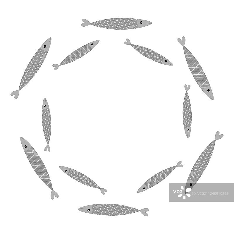 沙丁鱼灰色鱼类组合，iwashi sardina pilchardus图片素材