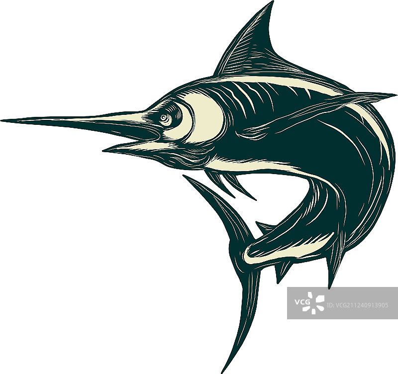 大西洋蓝枪鱼刮画板图片素材