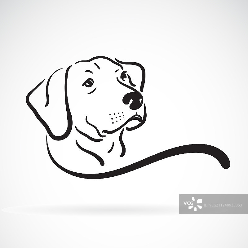 白色背景上的拉布拉多犬头像设计图片素材