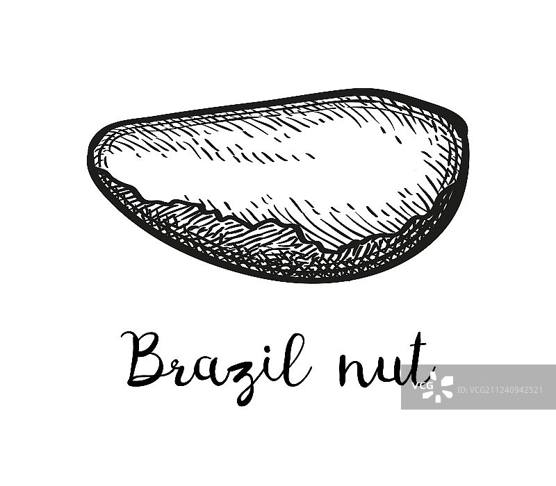 墨迹草图巴西坚果图片素材