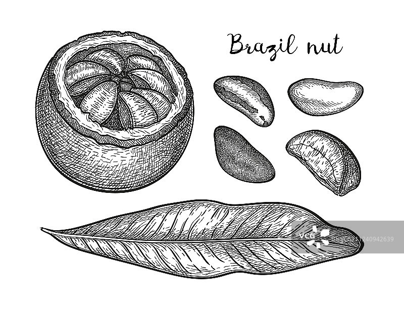 墨迹草图巴西坚果图片素材