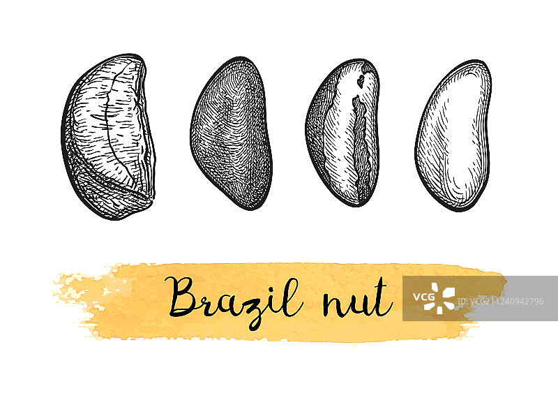 墨迹草图巴西坚果图片素材